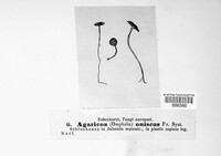 Lichenomphalia umbellifera image
